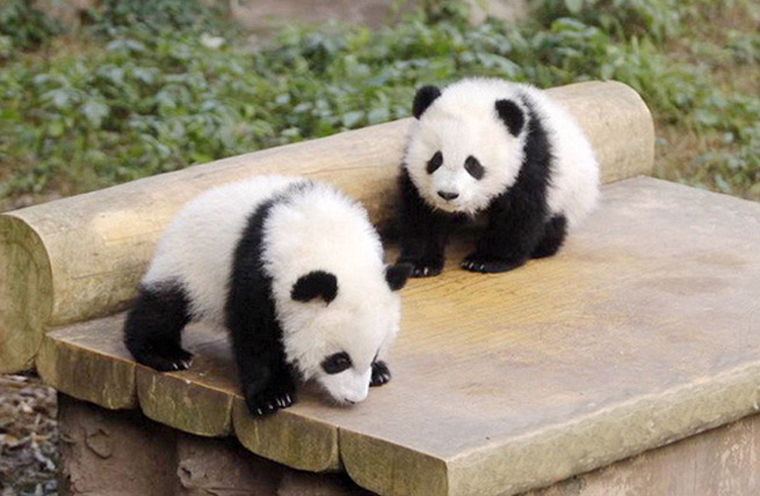 东京中央2017年春季拍卖会圆满收槌